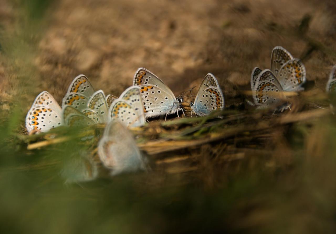 Cseri Kastelyszallo Totvazsony ภายนอก รูปภาพ